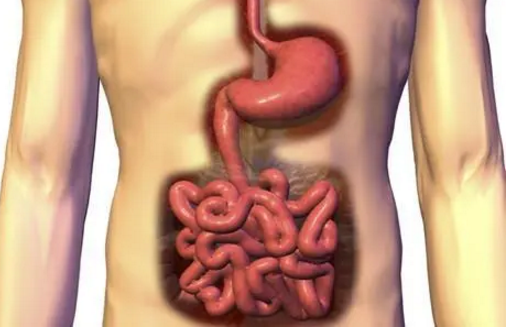 肽与肠胃.png