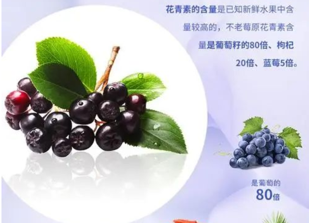 黑果花楸不老莓的主要功能与作用？不老莓的营养价值