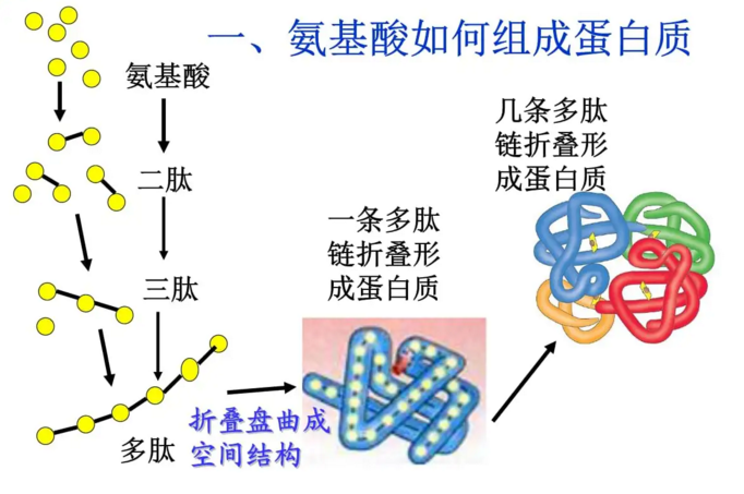 肽与肽键和肽链