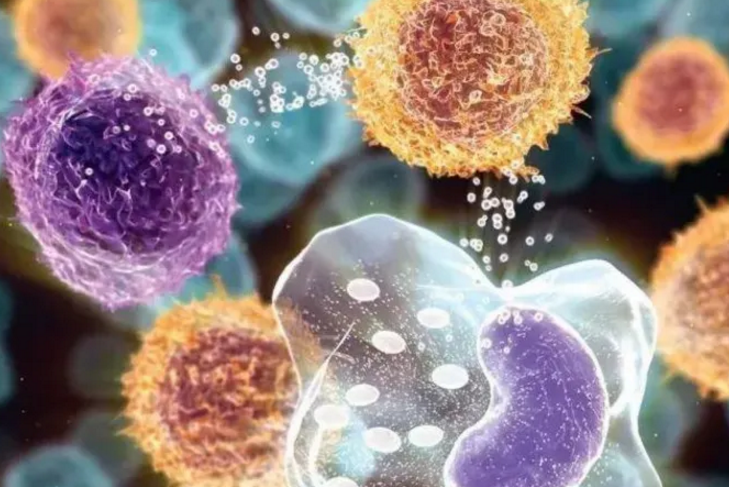 什么是促吞噬肽？促吞噬肽与免疫力
