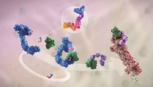 肽与细胞营养