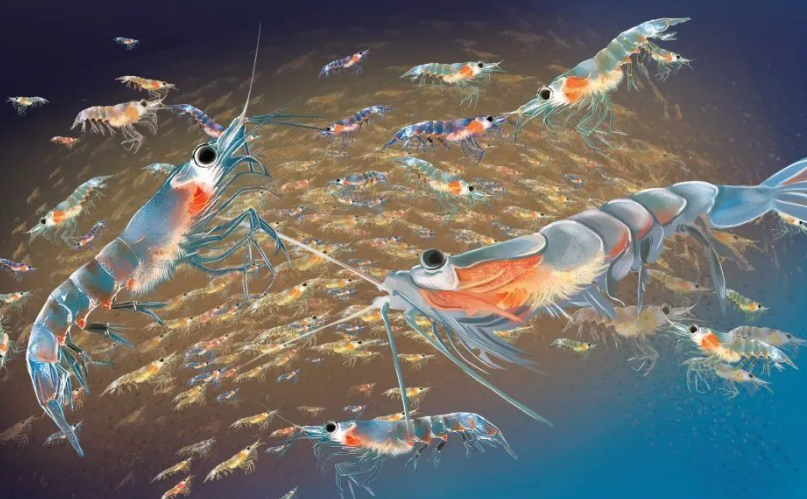 吃磷虾肽有哪些养生功效？吃磷虾肽对免疫力好吗