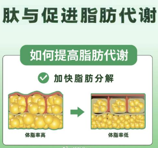 肽促进脂肪代谢分解.png 肽促进脂肪代谢分解.png