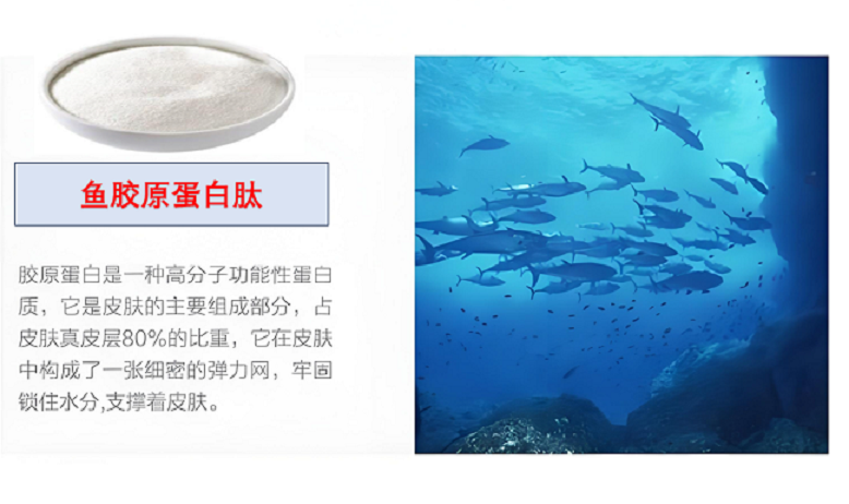 海洋鱼胶原蛋白肽.png